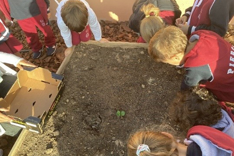 Vegetable Garden